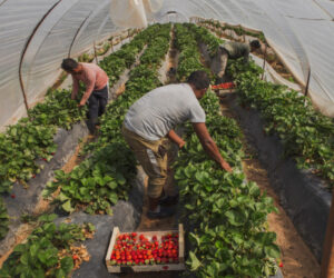 From Manolada to New Forms of Labour Exploitation: G2RED’s Policy Memorandum for a Fair and Effective Migration Policy — The New “Manoladas” in Focus